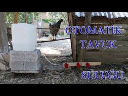 Youtube Tavuk