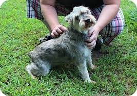 Kod identyfikacyjny, dzięki któremu można sprawdzić status spółki w bazie danych to chr. Manchester Ct Pack Leaders Rescue Of Connecticut Schnauzer Miniature Mix Meet Lavern Bonded With Shirley A Dog For Adopt Schnauzer Pets Dog Adoption