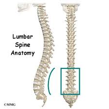 The spaces between the vertebrae are maintained by round, rubbery pads called intervertebral discs that act like shock. Lumbar Spine Anatomy Eorthopod Com