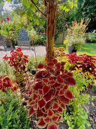 Image result for Coleus