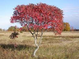 Maybe you would like to learn more about one of these? Staghorn Sumac Door County Pulse
