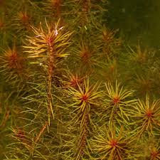Image result for Rotala mexicana