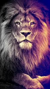 Lion Animation Wallpaper Hd For Iphone Best Wallpaper Hd Lion Wallpaper Animals Lion Pictures