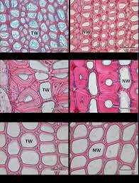 Image result for Cassipourea ndando