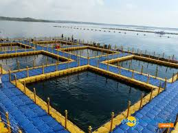 Diresmikan Jokowi Keramba Jaring Apung Apa Sih