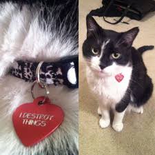 Fort worth , tx 76177. Lost Cat Fort Worth Texas Ichabod