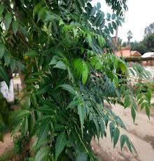 Image result for Melia azedarach