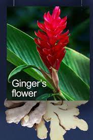 Ginger Is A Root Veggie So It S Flower Takes On A Tremendous Meaning The Flower Shows How Well The Ginger Root Out Ginger Flower Flower Show Flower Close Up