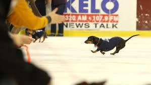 Tag us in to be featured @wienerdogworld dm for promotions. Sioux Falls Stampede Wiener Dog Race Steals Show At Hockey Game