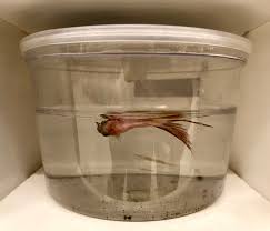 Do betta fish change color? New Peta Expose Filth Sickness And Death For Betta Fish At Petco Peta Exposes And Undercover Investigations