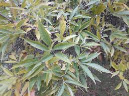 Image result for Fraxinus velutina