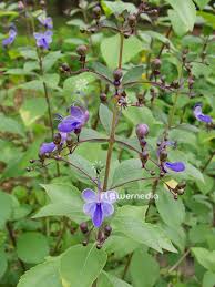 Image result for Rotheca myricoides