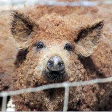 Porc Mangalita Porci Mangalita De Vanzare Carne Mangalita