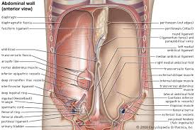 This is a pouch that arises at a weak spot in the muscular wall of the colon, at the the pancreas is located on the left, more upper abdomen then lower, just below and behind the stomach. Abdominal Muscle Description Functions Facts Britannica