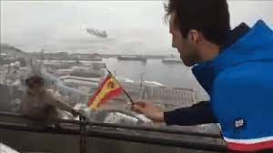 © 2021 gibraltar hardware, all rights reserved. Gibraltar Gifs Tenor