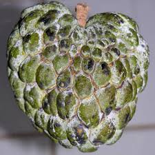 Image result for Annona