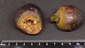 Image result for Ficus muelleriana