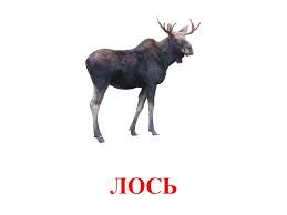 животные жарких стран занятие для детей 2 3 лет Pin By Learning Russian On Zhivotnye Animals Moose Art