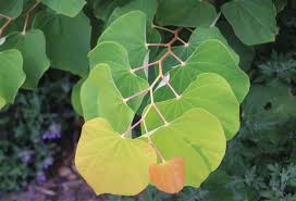 All four colors will be present for several weeks. Rising Sun Redbud Bayard Cutting Arboretum Collection