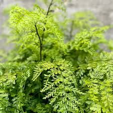 Image result for Asplenium barteri