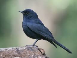 Very Small Birds Of South Africa Southern Black Flycatcher Melaenornis Pammelaina Jpg South African Birds Flycatcher Bird Photo