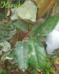 Image result for Hippocratea africana