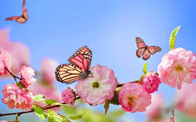 Fruhling Hintergrundbilder Rosa Blumen Schmetterlinge Foto Blauen Himmel Hd Wallpaper Fruhjahr Jpg 1600 1000 Fruhling Wallpaper Blumentapete Fruhlingsblumen