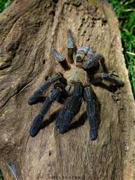 Image result for Habenaria livingstoniana