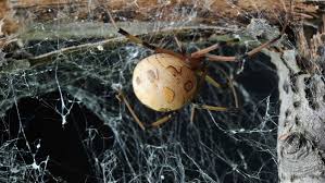 Some black widow spider females live more than three years. How Male Widow Spiders Avoid Being Cannibalized During Sex