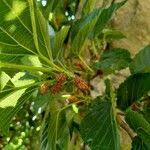 Image result for Morus indica