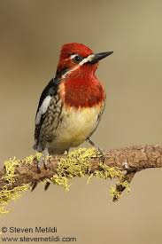Image taken march 16, 2015. Pin On Woodpecker
