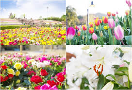 Check spelling or type a new query. Reoma Resort Shikoku S Flower Paradise Brilliant Colors All Seasons Matcha Japan Travel Web Magazine