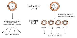 what is circadian rhythms learn how circadian rhythms works