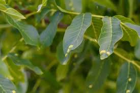 Image result for antraknóza ořešáku