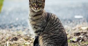 What are the signs of kidney failure in cats. Signs And Treatment Of Kidney Failure In Firstvet