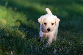Feb 13, 2021 · if you're looking for the cutest dog breeds, you've come to the right spot. I Like Dogs Big Dogs Little Dogs Fat Dogs Doggy Dogs Old Dogs Puppy Dogs I Like Dogs A Dog That Is Barking Over The Hill A Dog That Is Dreaming Very