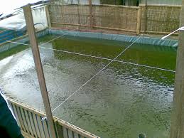 Perawatan Dan Pemeliharaan Larva Gurami Azolla Fish Farm