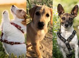 26 sierpnia) przypada międzynarodowy dzień psa. Dzis Obchodzimy Dzien Psa Oto Pupile Naszych Czytelnikow Zdjecia Glos Koszalinski