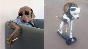 كلاب مضحكة جدا أضحك حتى البكاء أجدد وأجمل المقاطع very funny dogs funny funny dog videos funny dogs dog gifs