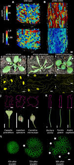 Maybe you would like to learn more about one of these? Why Plants Make Puzzle Cells And How Their Shape Emerges Elife