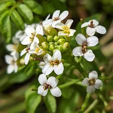 Image result for Nasturtium officinale