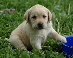Browse thru labrador retriever puppies for sale in minnesota, usa area listings on puppyfinder.com to find your perfect puppy. Free Download Puppy World Labrador Puppy Pictures 2360x1884 For Your Desktop Mobile Tablet Explore 46 Cute Lab Puppies Wallpaper Wallpaper Of Puppies Cute Puppies And Dogs Wallpaper Cute Puppy Wallpaper Desktop