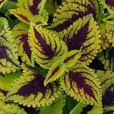 Image result for Coleus meyeri