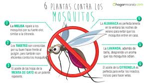 Por qué a algunas personas les pican más los mosquitos que a otras? -  Control de Plagas Sabadell - Prevención de legionella en Barcelona