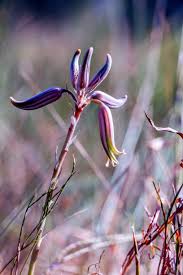 Image result for Hypericum lalandii