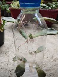 'becoming a succulent propagation master course' available right now! A Great Way To Propagate Your Succulents Growing Succulents Succulent Garden Diy Succulent Gardening