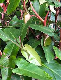 Philodendron Red Emerald Starter Plant P Erubescens Plants Plant Leaves Little Plants