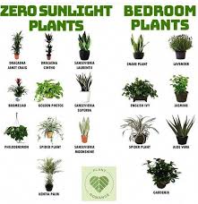 Plant Romance Zero Sunlight Und Werkzeugepflanzen Bedroom Plant Plants Bedroom Plant Plants Romance Plants Bedroom Plants Growing Plants Indoors
