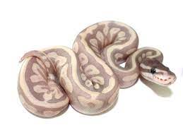 Spider Mystic Potion Morph List World Of Ball Pythons Ball Python Baby Ball Python Snake Lovers