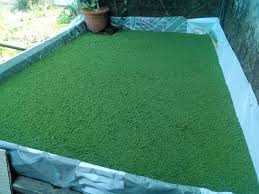 Jual benih / biji jati bandung 105. Jual Bibit Rumput Odot Home Facebook